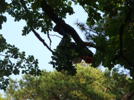 Další fotky dokumentují ořez jasanu s mnoha suchými větvemi.